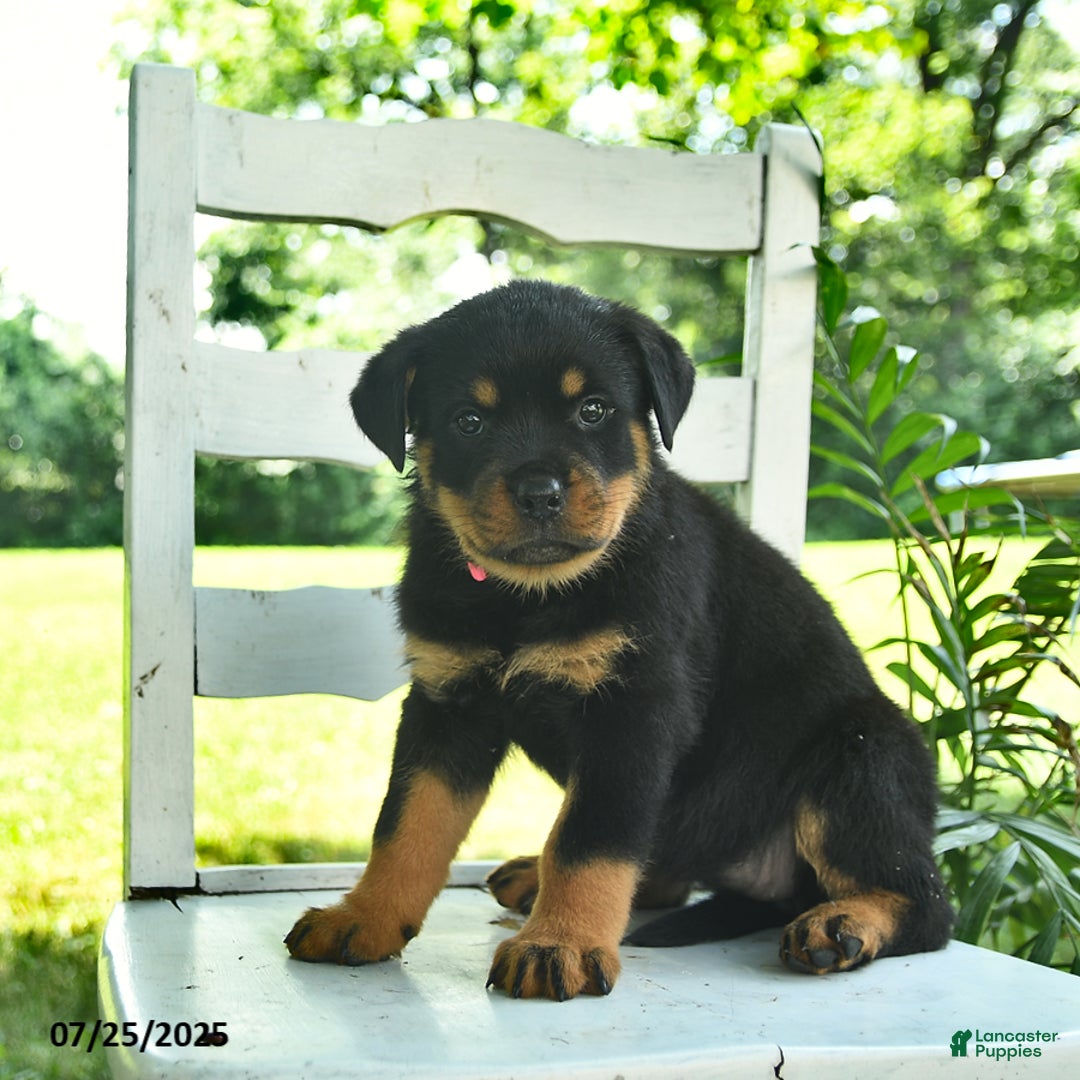 Rottweiler dogs for sale: Princess - Image 5