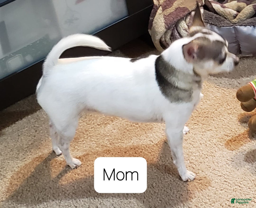 Chihuahua dogs for sale: Amy Rose - Image 4