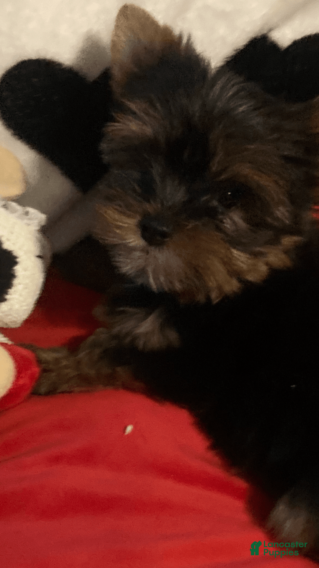 Yorkshire Terrier dogs for sale: Benson - Image 2