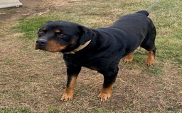 Miniature Bernese Mountain Dog dogs for sale: Rose - Image 8