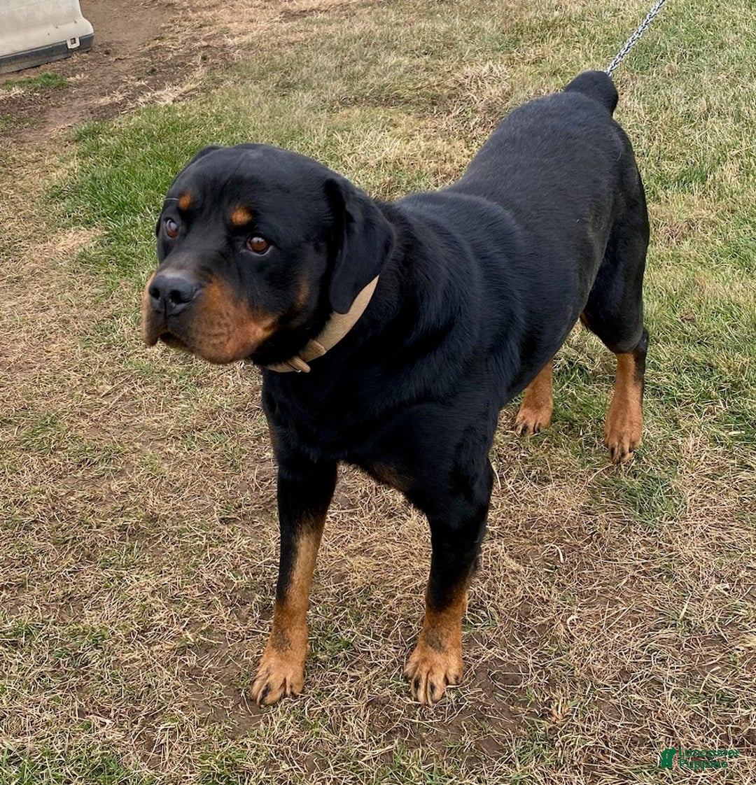 Miniature Bernese Mountain Dog dogs for sale: Rose - Image 8