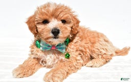 Maltipoo dogs for sale: Deon - Image 8