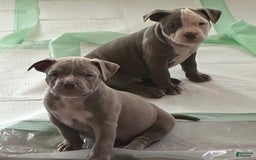 American Bully dogs for sale: Moe - Image 2
