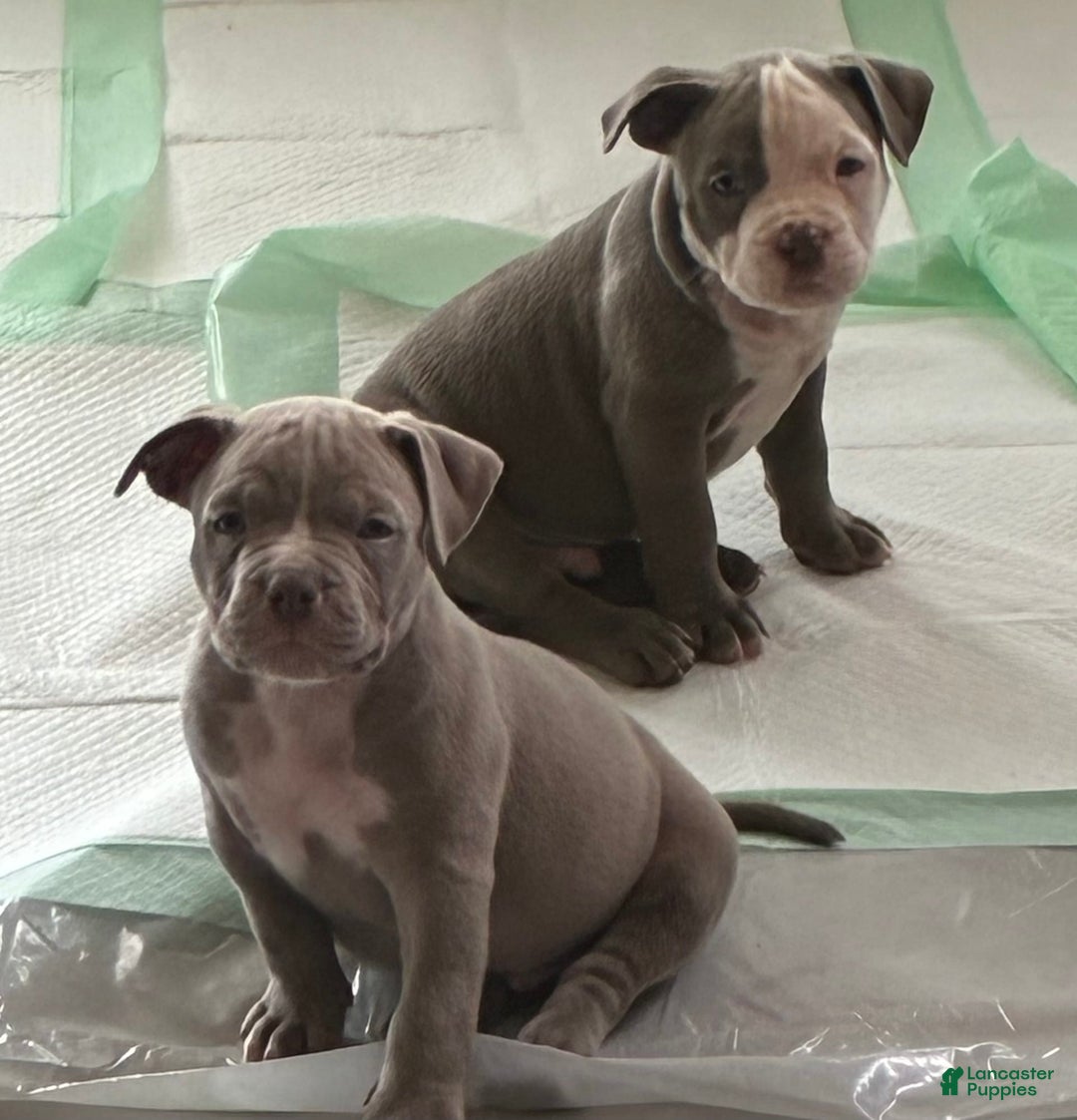 American Bully dogs for sale: Moe - Image 2