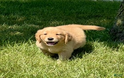 Golden Retriever dogs for sale: Frankie - Image 6