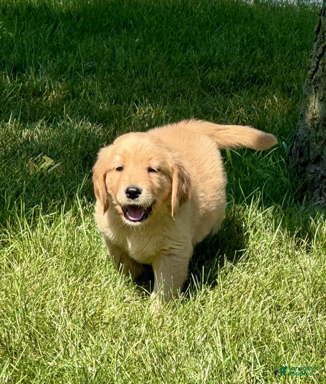 Golden Retriever dogs for sale: Frankie - Image 6