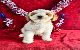 Standard Poodle dogs for sale: Jupiter - Image 5