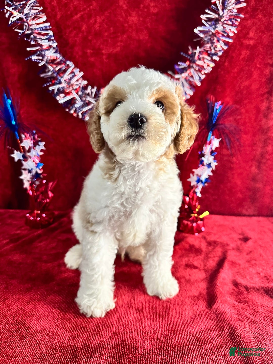 Standard Poodle dogs for sale: Jupiter - Image 5