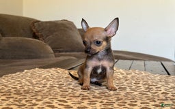 Chihuahua dogs for sale: Captain - Image 11