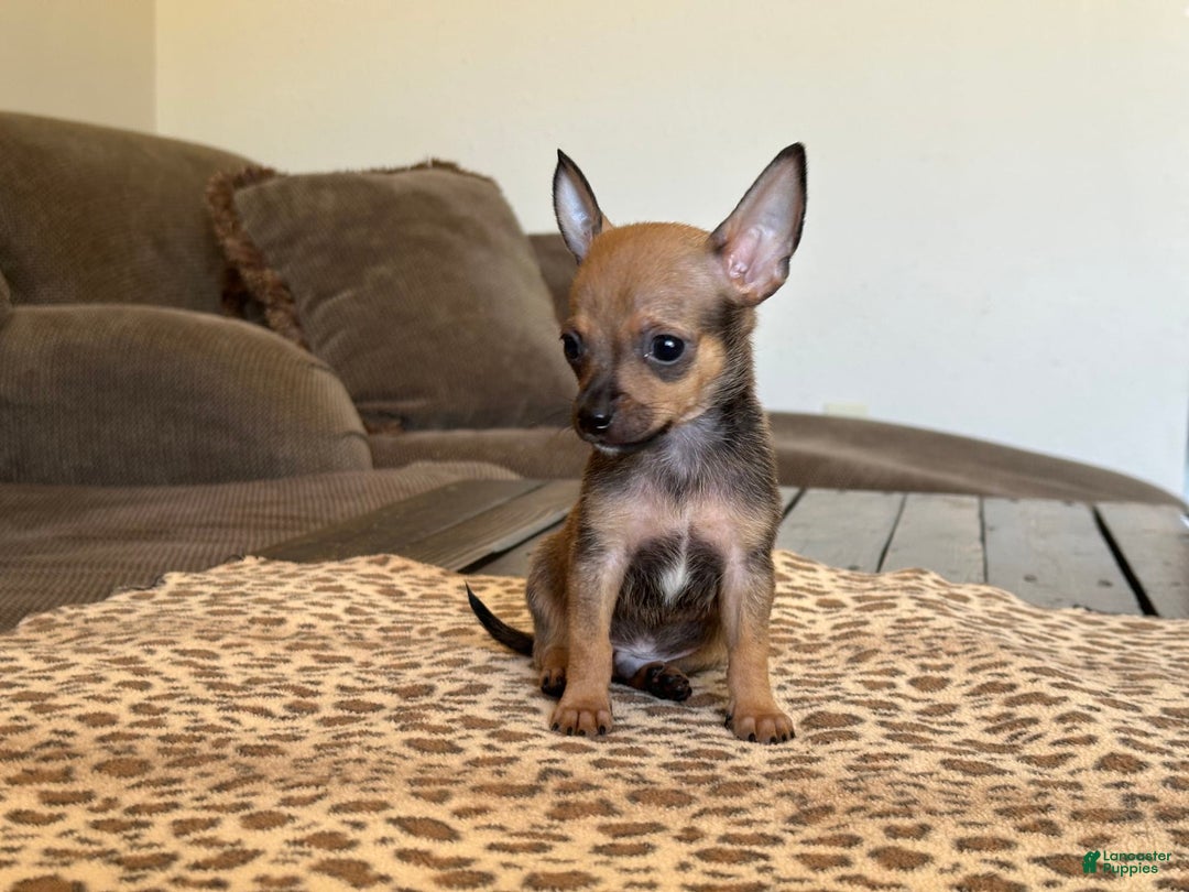 Chihuahua dogs for sale: Captain - Image 11