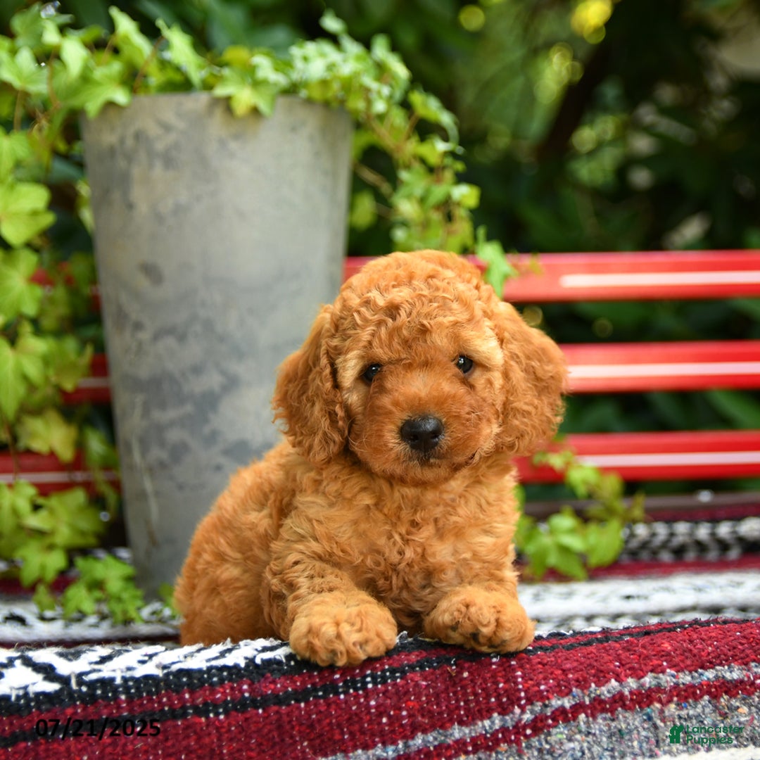 Mini Goldendoodle dogs for sale: Candie - Image 2