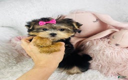 Morkie dogs for sale: Dandelion - Image 2