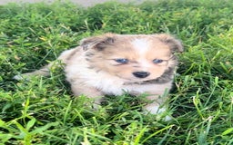 Mini Aussiedoodle dogs for sale: Jasmine - Image 4