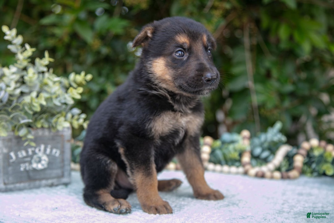 German Shepherd dogs for sale: M agnus - Image 2