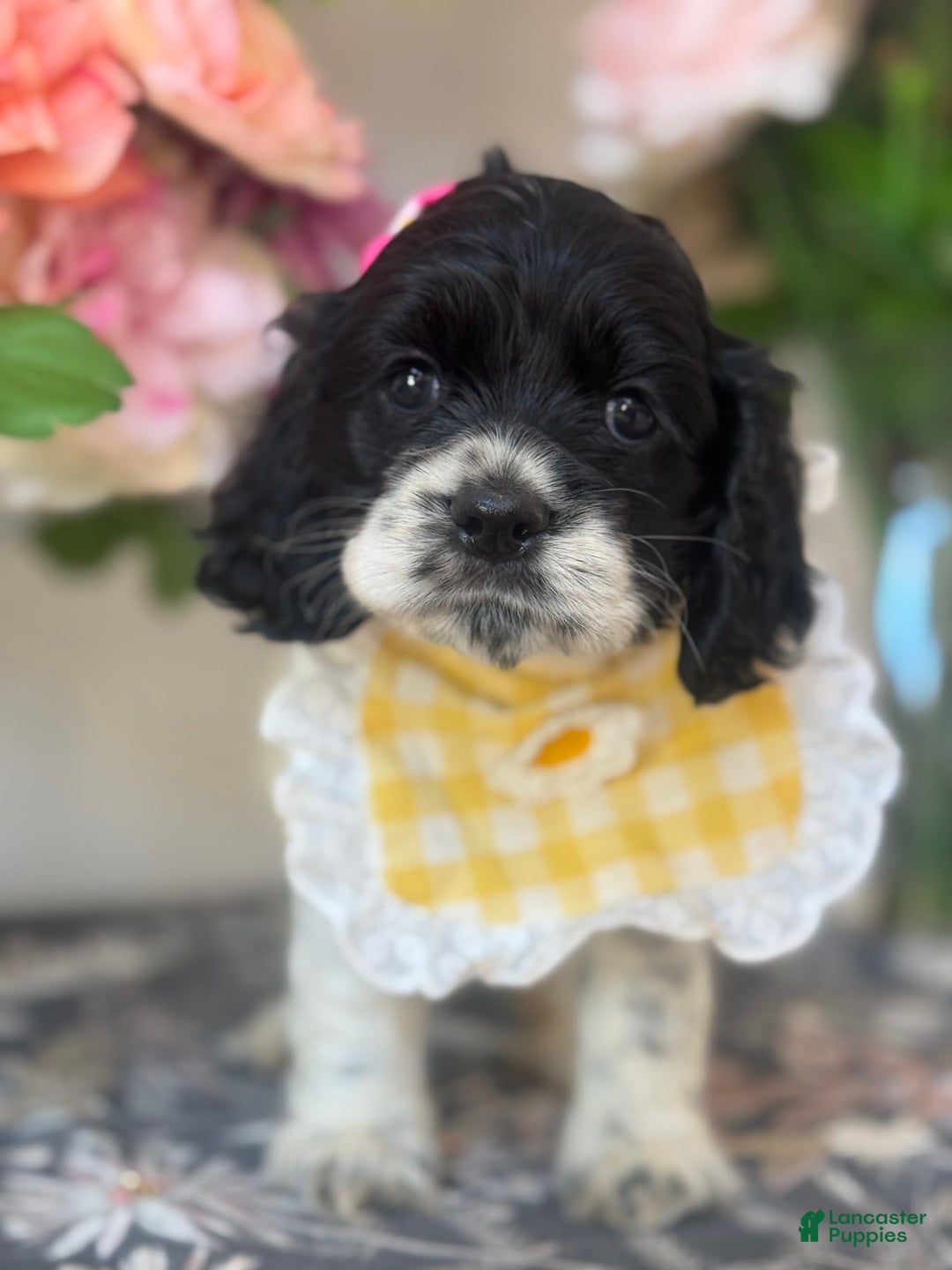 Cocker Spaniel dogs for sale: Lola - Image 4