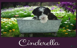 Bernedoodle dogs for sale: Cinderella - Image 4