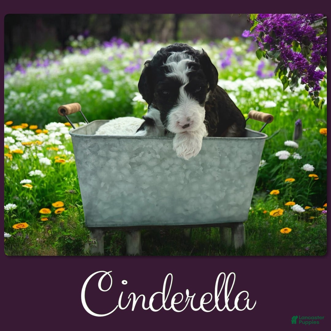 Bernedoodle dogs for sale: Cinderella - Image 4