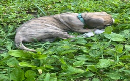Great Dane dogs for sale: Doodle - Image 6