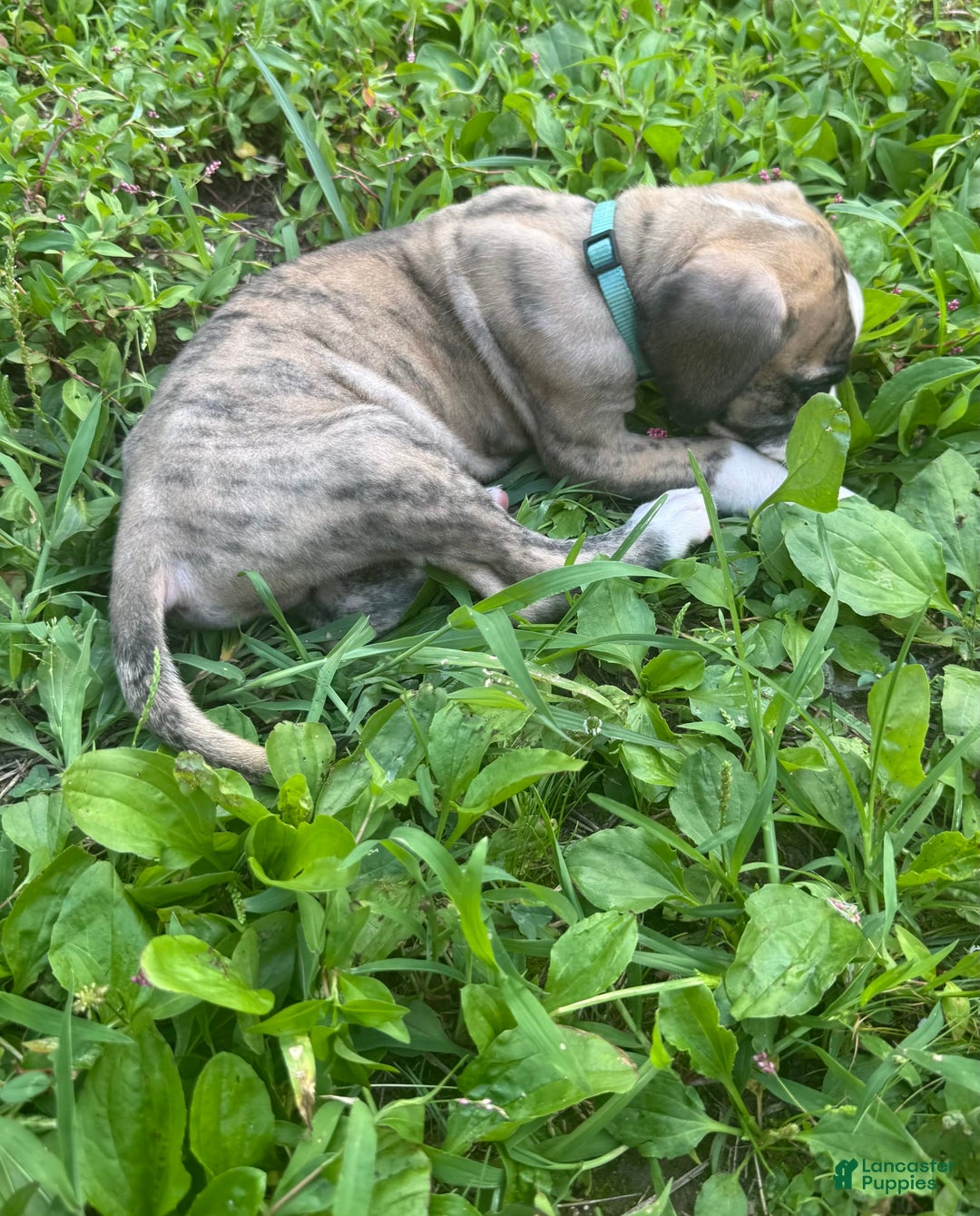Great Dane dogs for sale: Doodle - Image 6