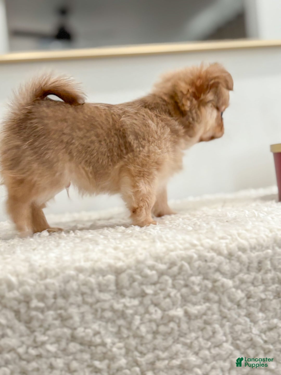 Chihuahua dogs for sale: Snickers - Image 12
