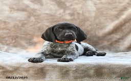 German Shorthaired Pointer dogs for sale: Richmond - Image 3