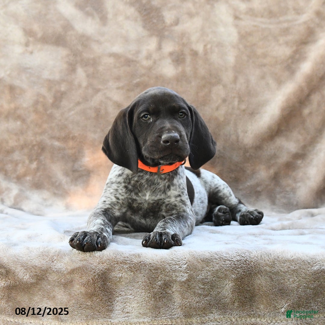 German Shorthaired Pointer dogs for sale: Richmond - Image 3