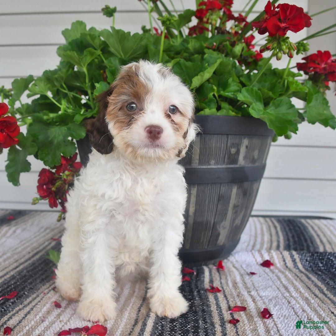 Cavapoo dogs for sale: Missie - Image 2