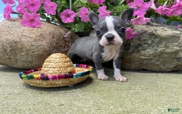 Boston Terrier dogs for sale: Peanut - Image 4