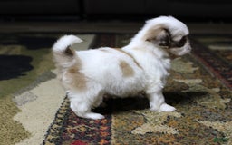 Shih Tzu dogs for sale: Macy - Image 2
