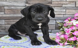 Great Dane dogs for sale: Midnight - Image 5