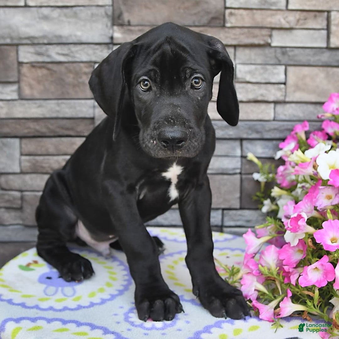 Great Dane dogs for sale: Midnight - Image 5