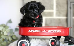 Yorkiepoo dogs for sale: Button - Image 15