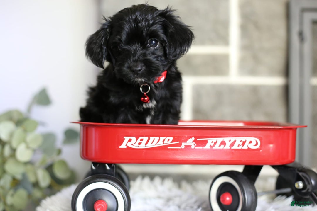 Yorkiepoo dogs for sale: Button - Image 15