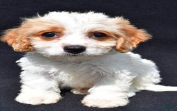 Cavachon dogs for sale: Blossom - Image 5