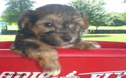 Yorkiepoo dogs for sale: Sammy - Image 20
