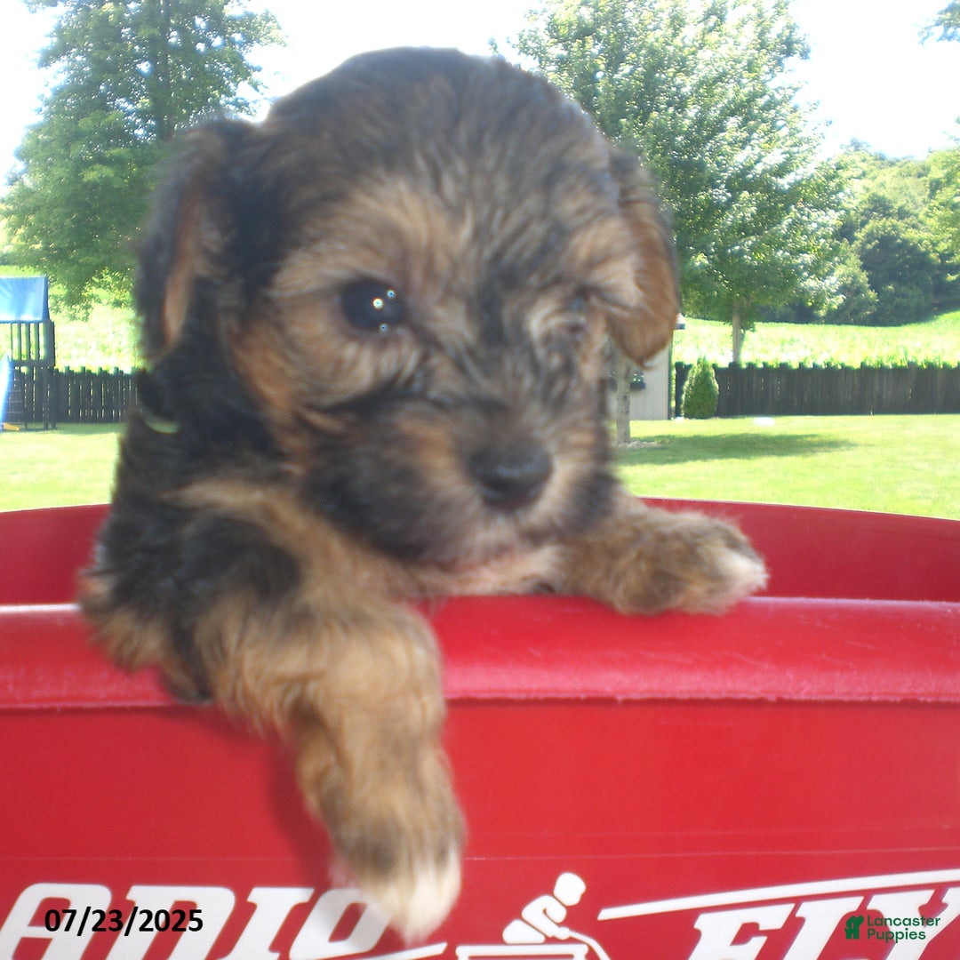 Yorkiepoo dogs for sale: Sammy - Image 20