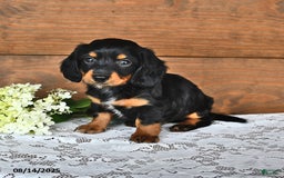 Miniature Dachshund dogs for sale: Dustin - Image 2