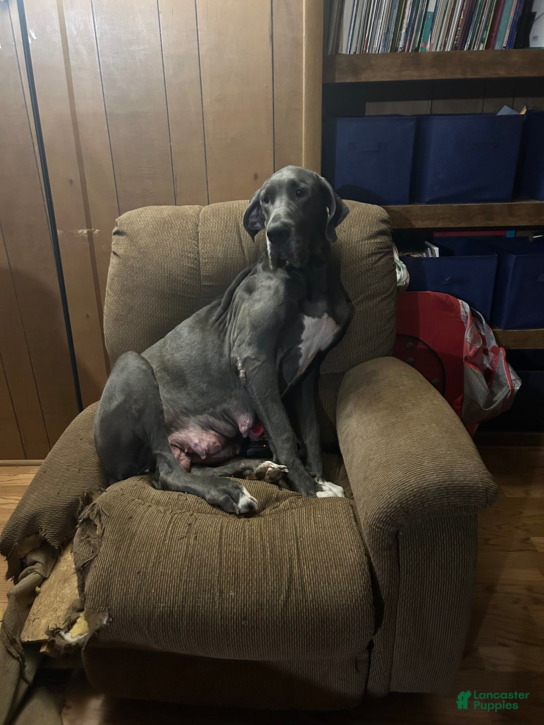 Great Dane dogs for sale: Puppy - Image 3