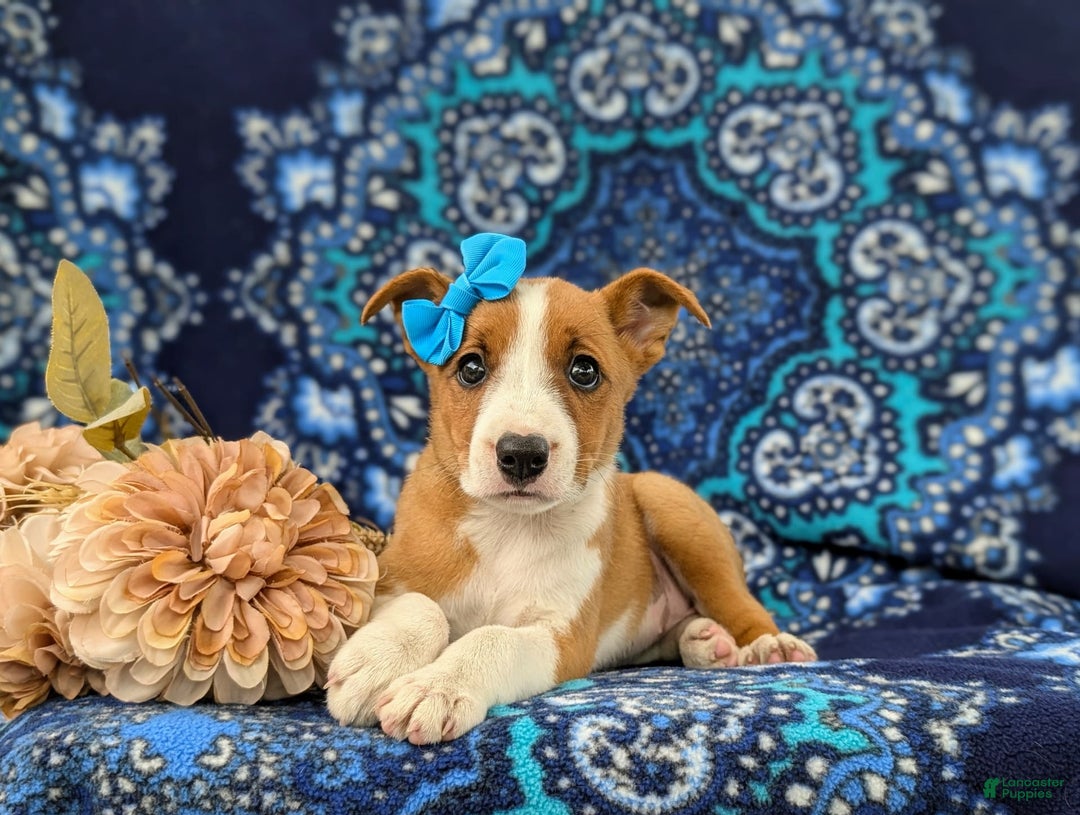 Jack Russell Terrier dogs for sale: Ladi - Image 2