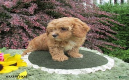 Cavapoo dogs for sale: Princess - Image 16