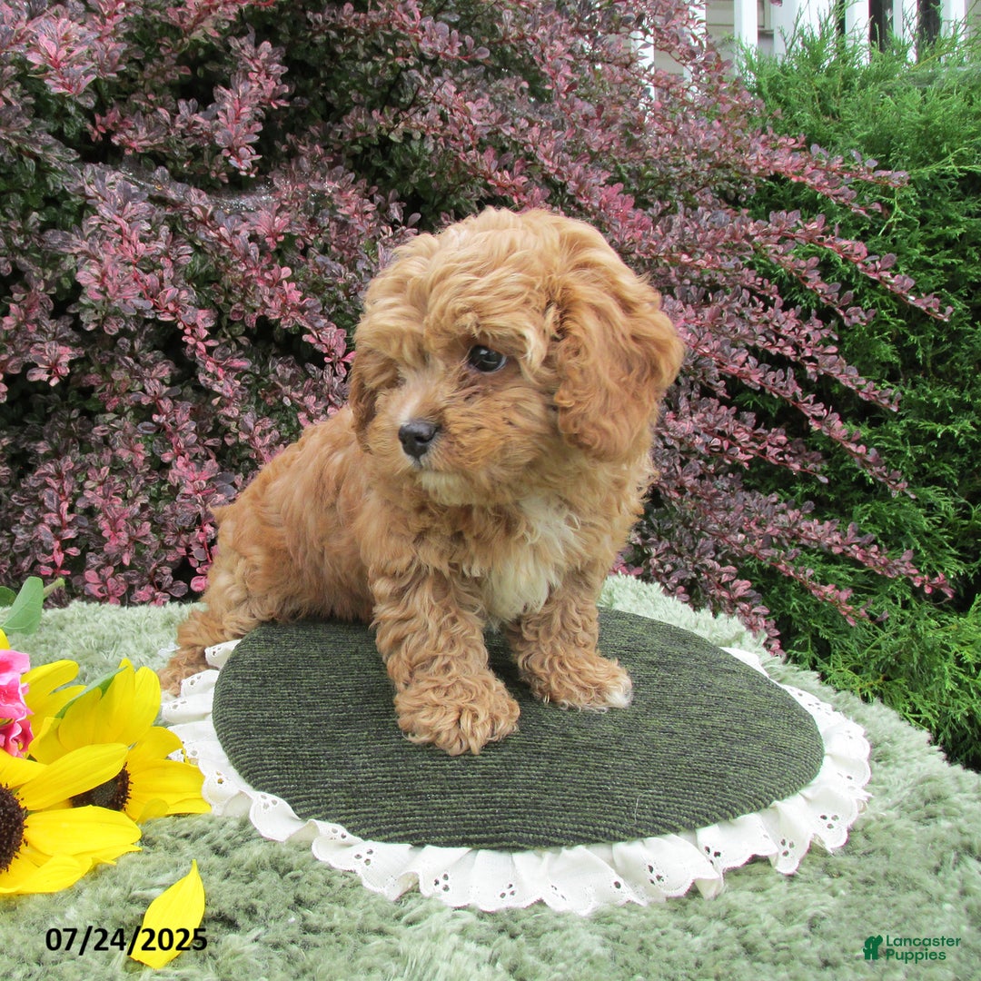 Cavapoo dogs for sale: Princess - Image 16