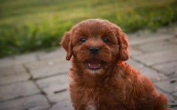 Cavalier King Charles Spaniel dogs for sale: Monty - Image 3