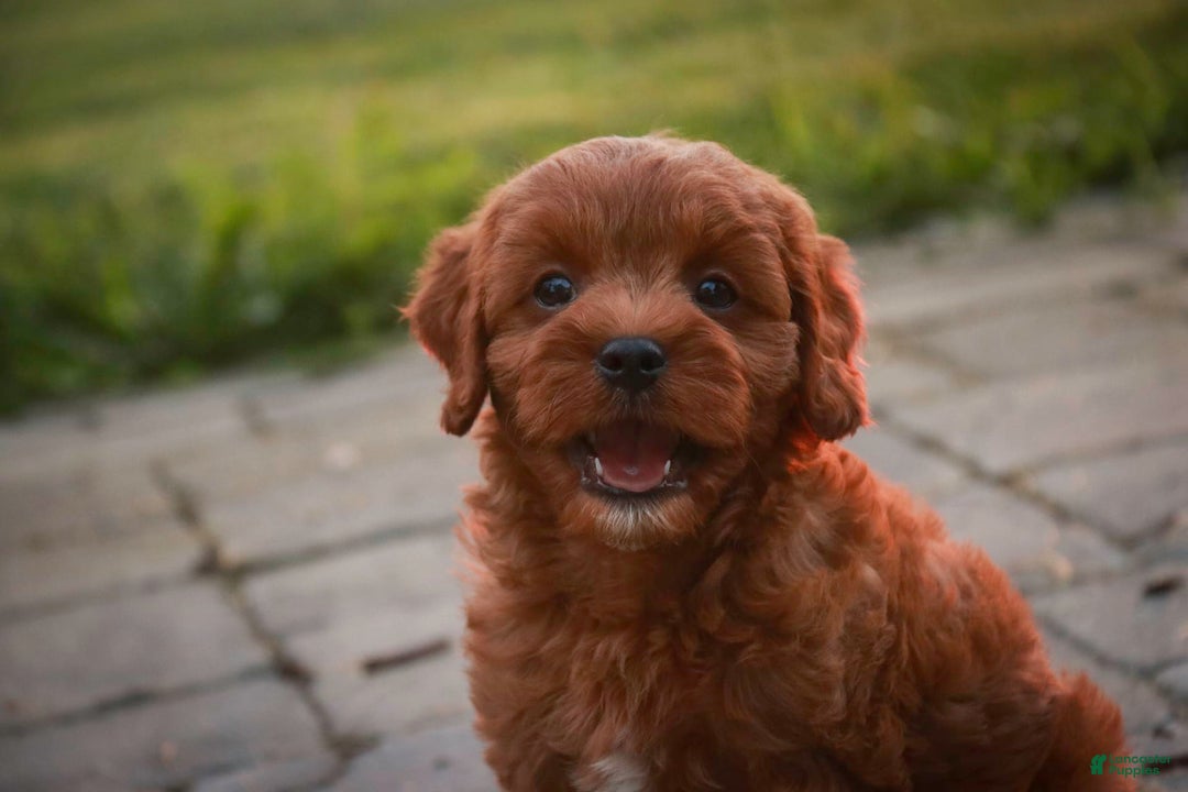 Cavalier King Charles Spaniel dogs for sale: Monty - Image 3