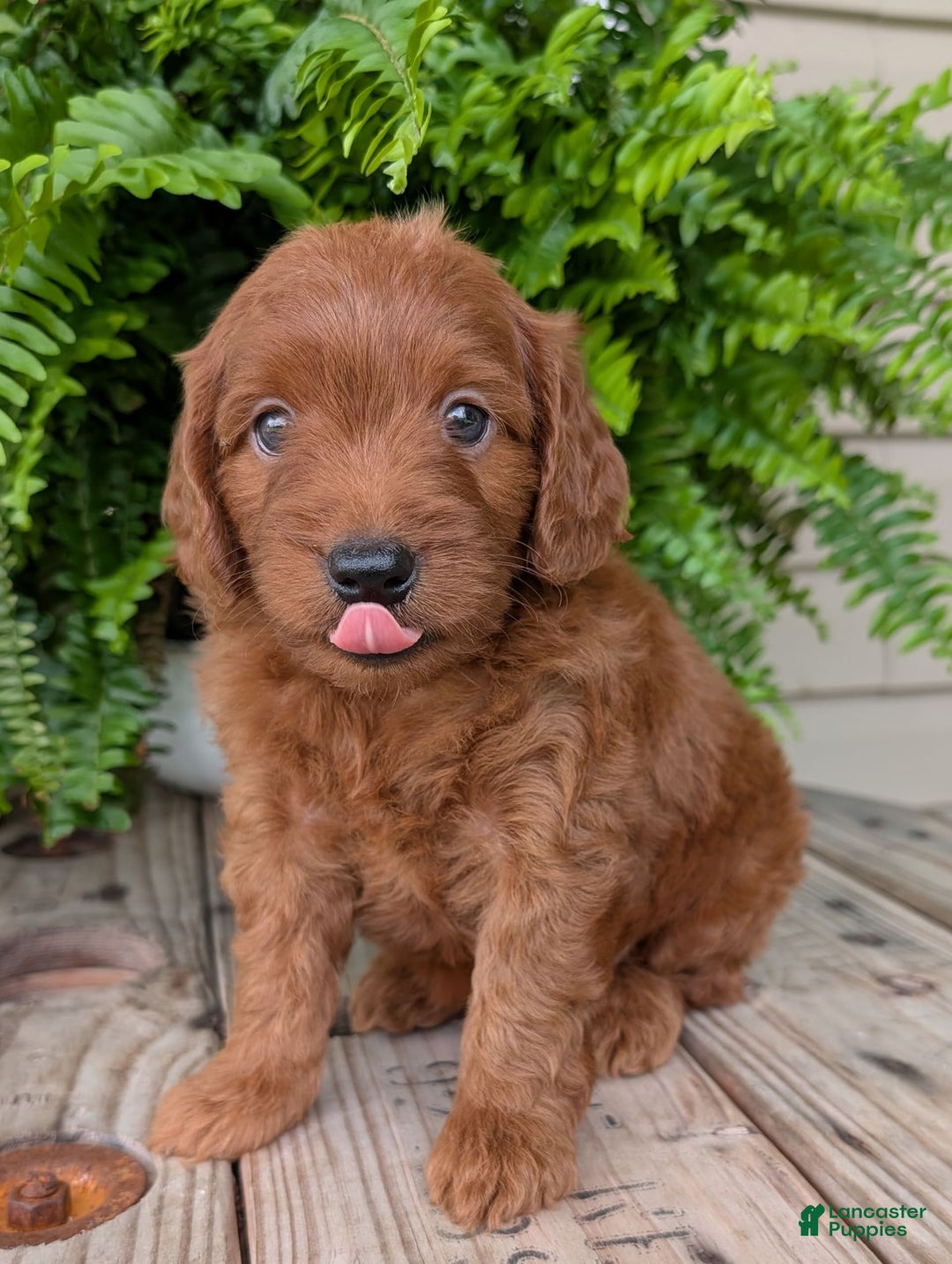 Mini Goldendoodle dogs for sale: Mini-logan - Image 18