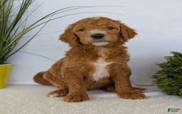 Goldendoodle dogs for sale: Zoey - Image 17