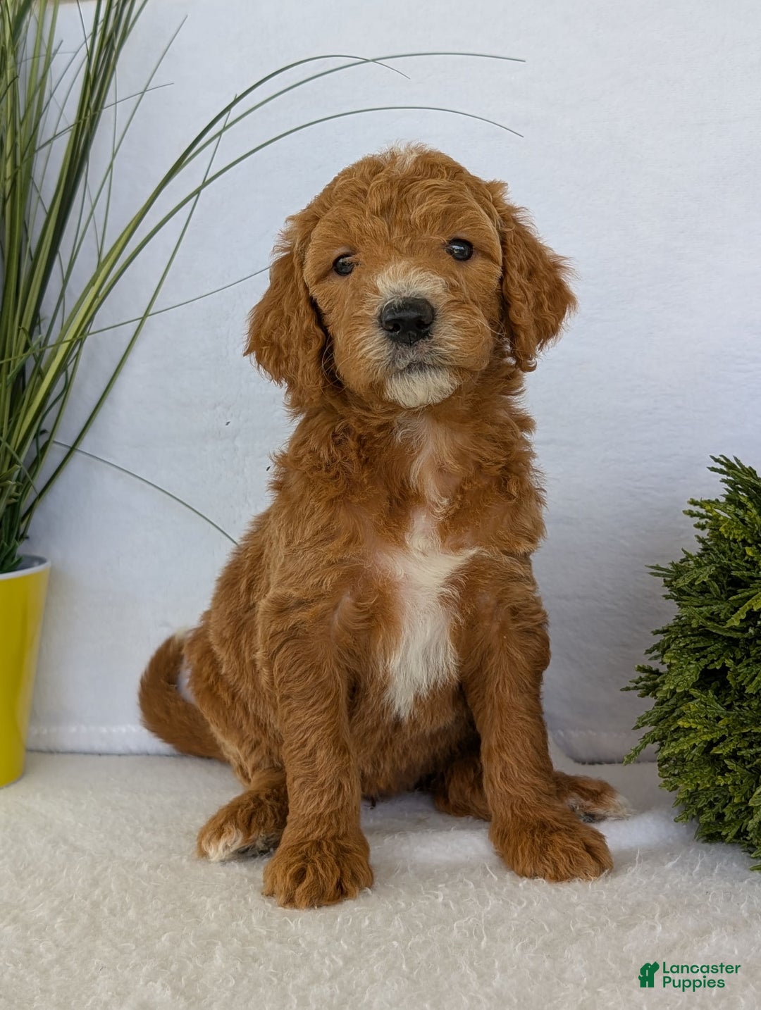 Goldendoodle dogs for sale: Zoey - Image 17