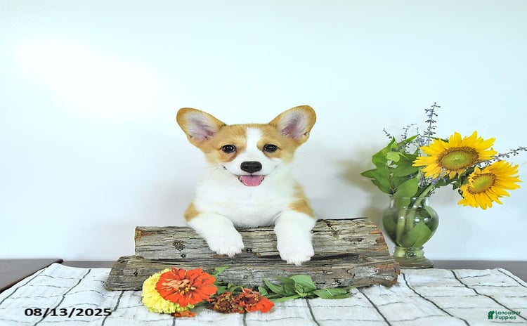 Welsh Corgi Pembroke dogs for sale - Ad 3
