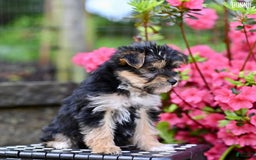 Morkie dogs for sale: Bonnie - Image 8