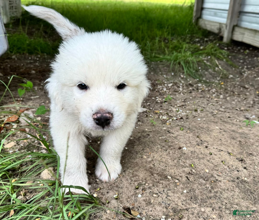 Great Pyrenees dogs for sale: Girl 2 - Image 1