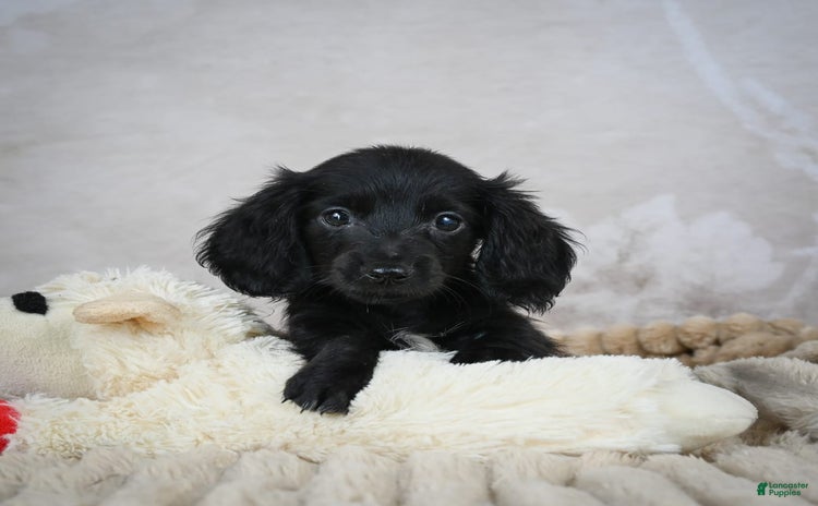 Miniature Dachshund dogs for sale - Ad 4